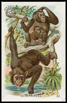 32 Chimpanzee